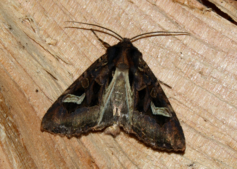 Noctuidae Trigonophora flammea ?